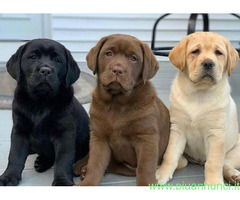 Labrador Retriever