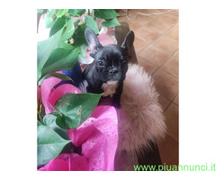 Bouledogue francese maschietto