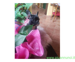 Bouledogue francese maschietto