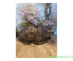 Certosini gatto