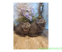 Certosini gatto