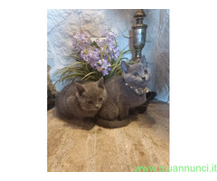 Certosini gatto