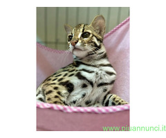 Ocelot kitten