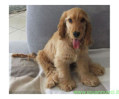 Cocker Spaniel cucciolone