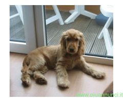 Cocker Spaniel cucciolone