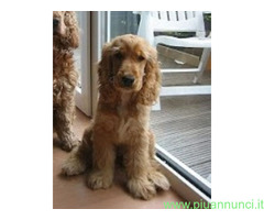 Cocker Spaniel cucciolone