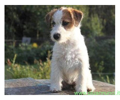 Jack Russell cuccioli