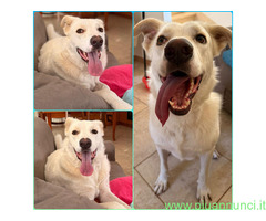 In regalo TEDDY MIX LABRADOR