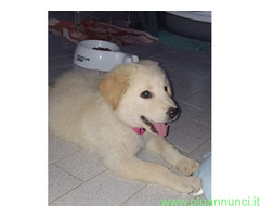 In regalo Cuccioli 3 mesi mix Labrador