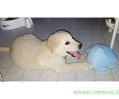 In regalo Cuccioli 3 mesi mix Labrador