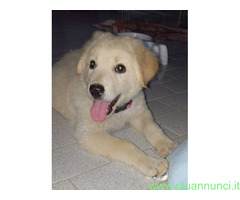 In regalo Cuccioli 3 mesi mix Labrador