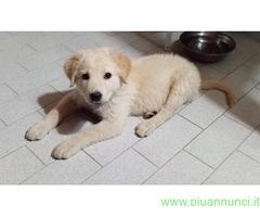 In regalo Cuccioli 3 mesi mix Labrador