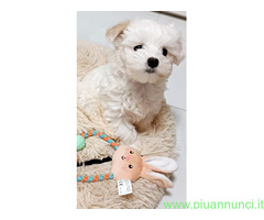 Maltipoo