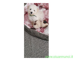 Maltipoo