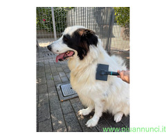 In regalo CANE METICCIO