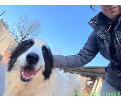 In regalo CANE METICCIO