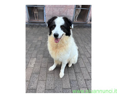 In regalo CANE METICCIO