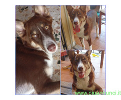 In regalo CHOCO MIX BORDER COLLIE