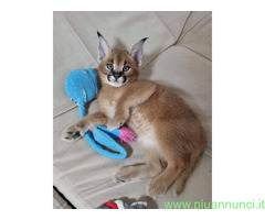 Gattino caracal disponibile