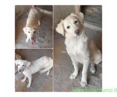 In regalo CHARLOTTE MIX LABRADOR/GOLDEN