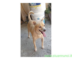 In regalo SPRITZ simil Pinscher 4 anni