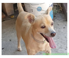 In regalo SPRITZ simil Pinscher 4 anni