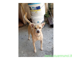 In regalo SPRITZ simil Pinscher 4 anni