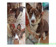 In regalo UNA MAMMA PER CHOCO