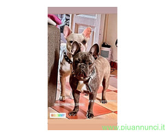 In regalo Bouledogue Francesi