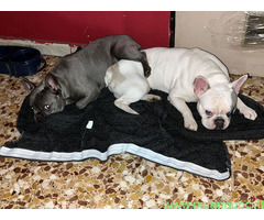 In regalo Bouledogue Francesi