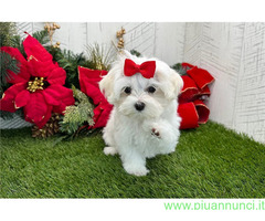 In regalo Bellissimi Cuccioli di Maltese