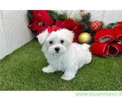 In regalo Bellissimi Cuccioli di Maltese