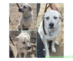 In regalo BENNY MIX LABRADOR
