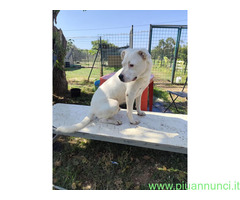In regalo SIMBA pitbull ADOZIONE CUORE