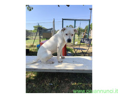 In regalo SIMBA pitbull ADOZIONE CUORE