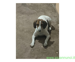 In regalo BELLA segugia maremmana 4 anni