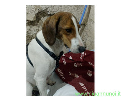 In regalo BELLA segugia maremmana 4 anni