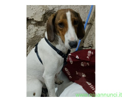 In regalo BELLA segugia maremmana 4 anni