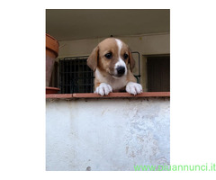 In regalo cuccioli di 2 mesi e mezzo