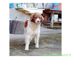 In regalo REBEL meticcio taglia media