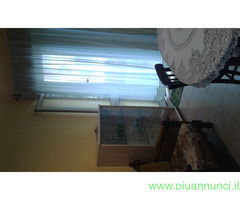 Affitto appartamento Zona parco corolla  mq40 numero localidue