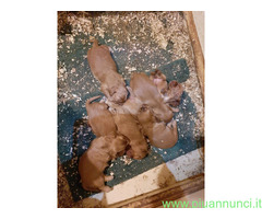 Cocker Spaniel cuccioli