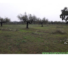 Terreno edificabile mq3635 Privato