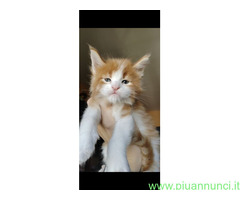 Dolcissimi cuccioli Maine Coon