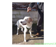 In regalo Mix Golden/Labrador 6 mesi