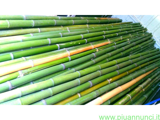 Canne di bambù  bamboo - 1